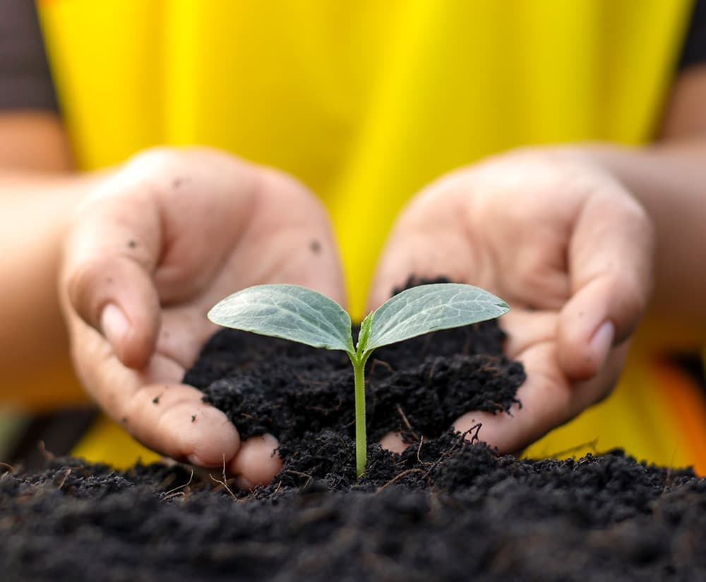 LaSalle Agri plant growing in fertilized soil